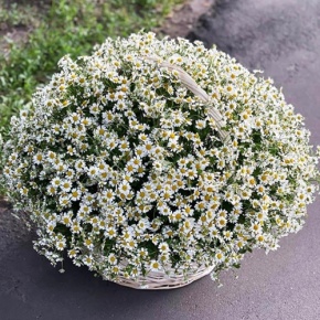 Композиция в корзине из 151 ромашки в Озерах