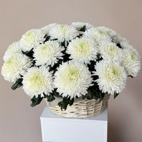 Композиция в корзине из 25 хризантем Магнум в Озерах