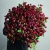 Монобукет из 75 кустовых роз Марун (70 см) в Озерах Монобукет из 75 кустовых роз Марун (70 см) в Озерах