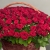 Композиция в корзине из 151 красной розы в Озерах Композиция в корзине из 151 красной розы в Озерах