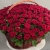 Композиция в корзине из 151 красной розы в Озерах Композиция в корзине из 151 красной розы в Озерах