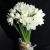 Букет из 25 нарциссов в Озерах Букет из 25 нарциссов в Озерах