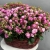 Композиция в корзине из 51 кустовой пионовидной розы в Озерах Композиция в корзине из 51 кустовой пионовидной розы в Озерах